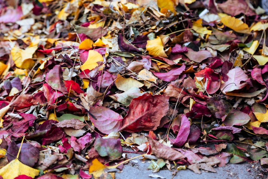 A vibrant mix of autumn leaves in red, yellow, and brown, creating a colorful seasonal carpet.