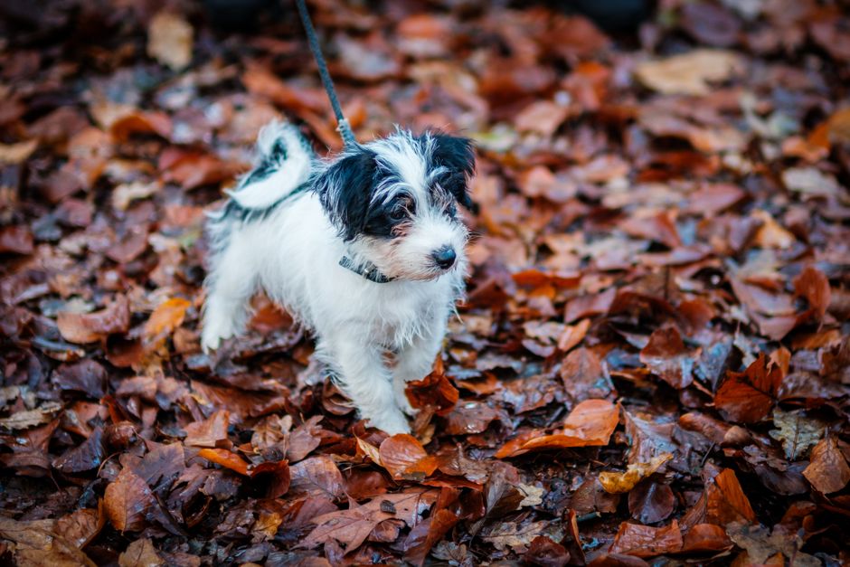 Cute small dog on a leash enjoying a walk through colorful autumn leaves in the forest.