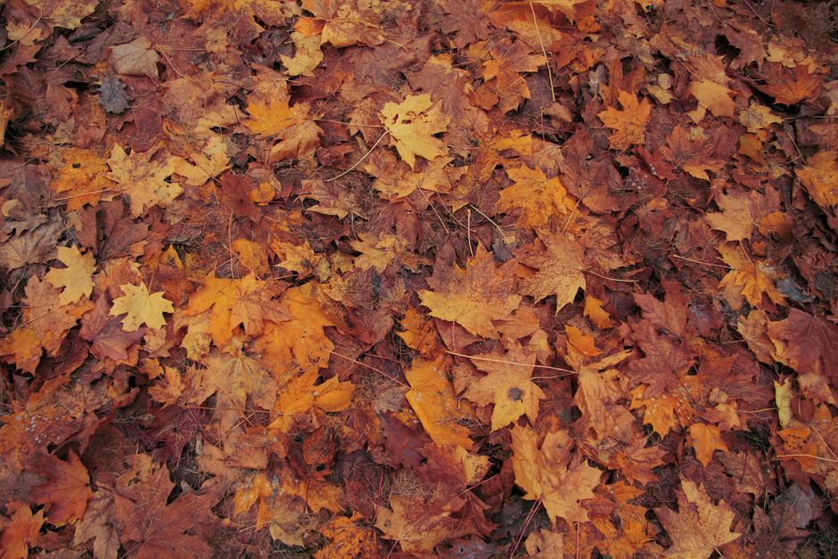 An array of colorful autumn leaves creating a natural carpet on the forest floor, showcasing the beauty of fall.