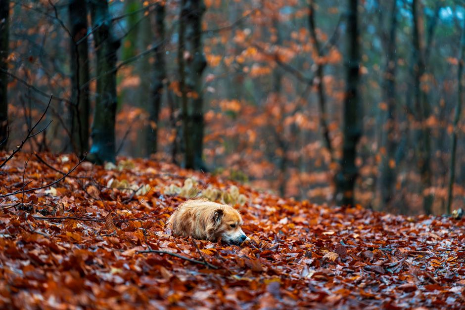 A golden dog resting among vibrant fall leaves in a serene forest setting.