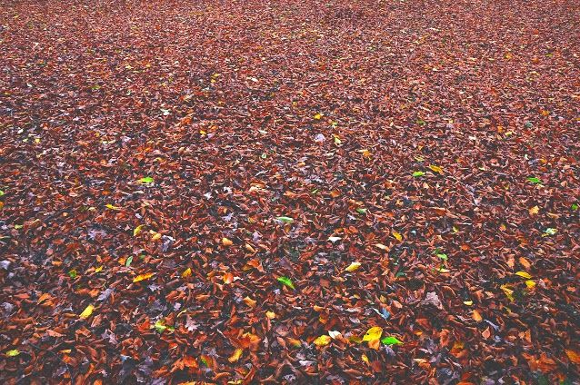 A colorful carpet of vibrant autumn leaves covering the ground outdoors.