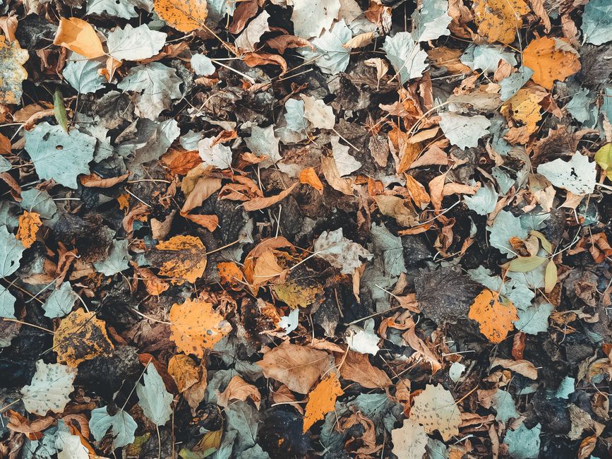 A stunning array of colorful fallen leaves creating a natural carpet in autumn.