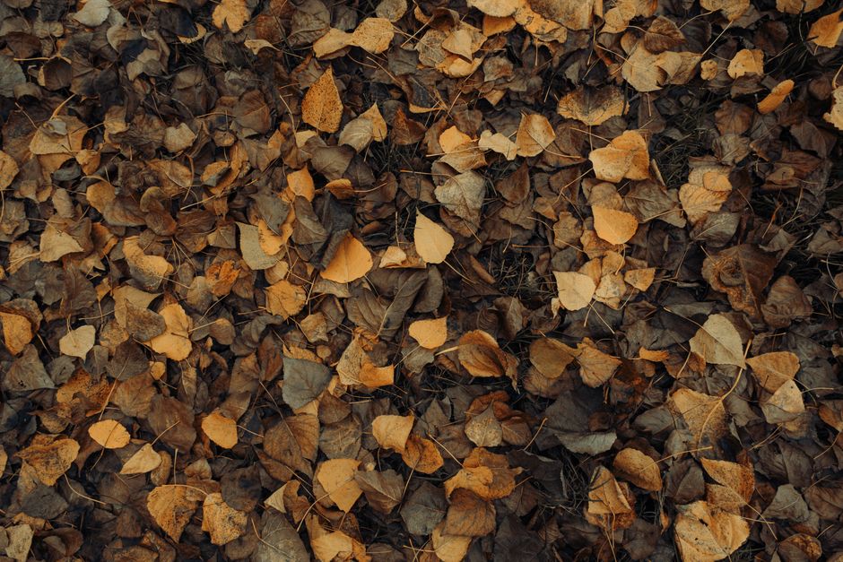 A close-up view of dry autumn leaves forming a natural carpet on the ground.