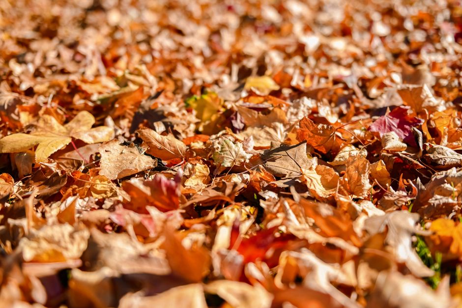 Close-up of colorful autumn leaves creating a natural carpet on the ground.